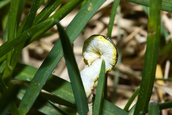 Inchworm in het gras — Stockfoto