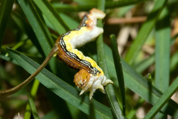 Ιντσών σκουλήκι στο χόρτο — Φωτογραφία Αρχείου