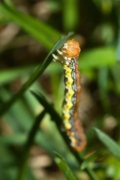Inch Worm Hanging On — Stock Photo, Image