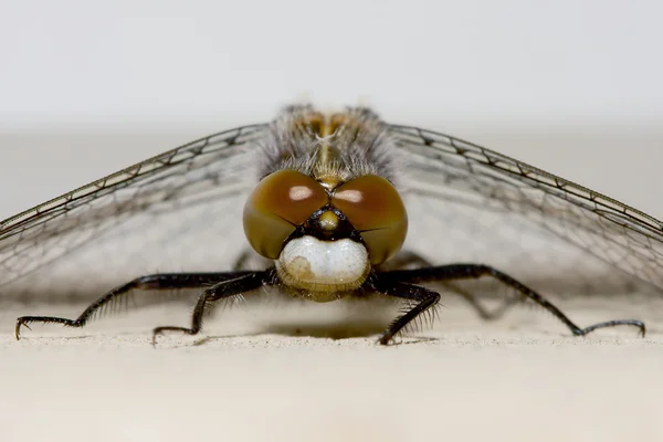Descanso comum da libélula mais escura — Fotografia de Stock