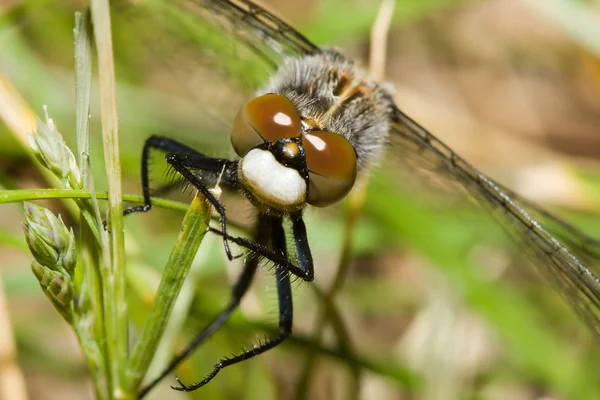 Mannelijke gemeenschappelijk dragonfly heidelibel (Sympetrum striolatum) — Stockfoto