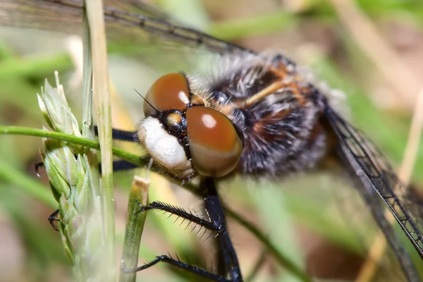 Common Darter Looking up — Stock Photo, Image