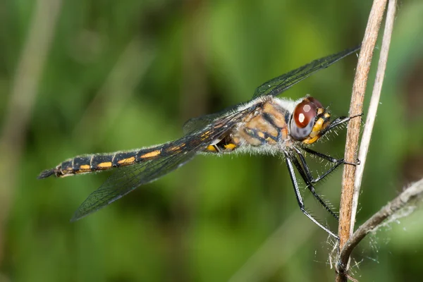 常见飞鱼蜻蜓站在一个分支上 — 图库照片