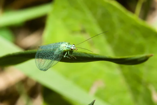 Yeşil lacewing — Stok fotoğraf