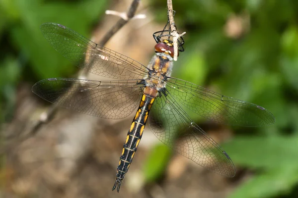 Gemensamma ängstrollslända dragonfly uppflugen på en kvist — Stockfoto