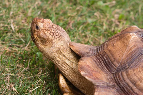 Large Turtle — Stock Photo, Image