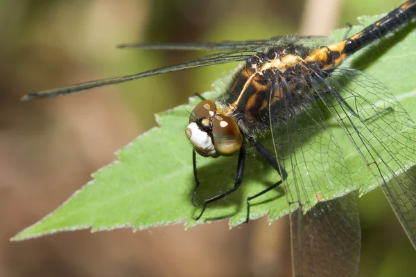 Dragonfly Darter comune — Foto Stock