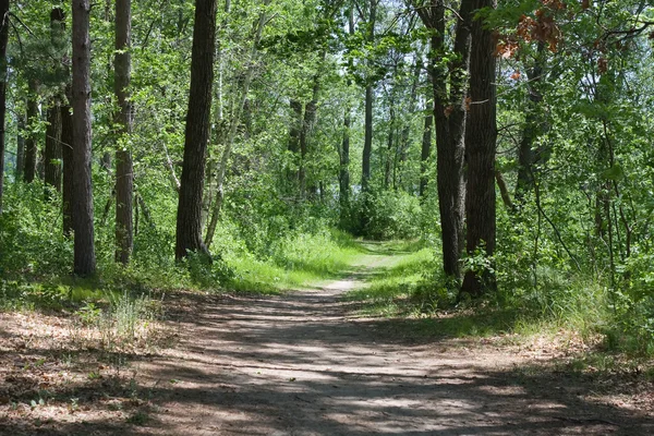 森の小道を歩いてください。 — ストック写真