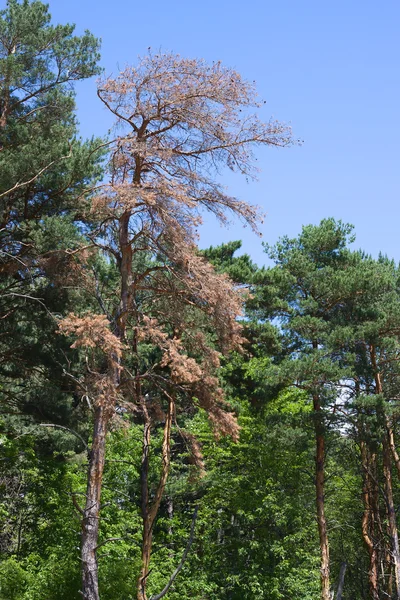 Árbol forestal — Foto de Stock