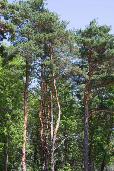 stock image Old Growth Trees