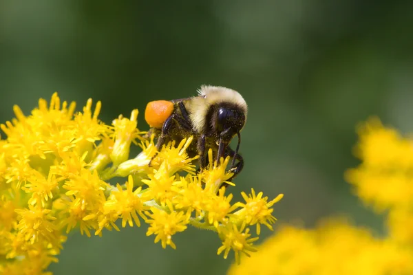Golden Northern Bummblebee — Stock Photo, Image