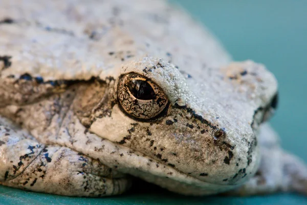 Сіра деревна жаба — стокове фото