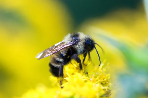 Gouden noordelijke bummblebee — Stockfoto