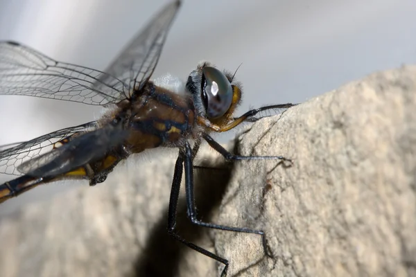 Typowe dragonfly przepasany — Zdjęcie stockowe