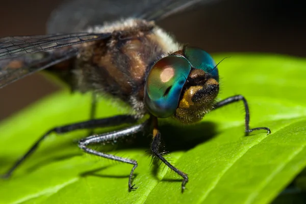 Primo piano di una libellula darter comune — Foto Stock