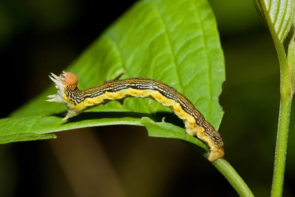 Inchworm en una hoja — Foto de Stock