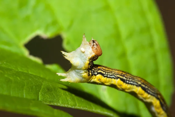 Zoll-Wurm auf einem Blatt — Stockfoto