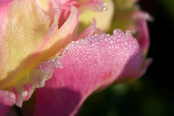 Hermosa rosa con gotas de agua — Foto de Stock