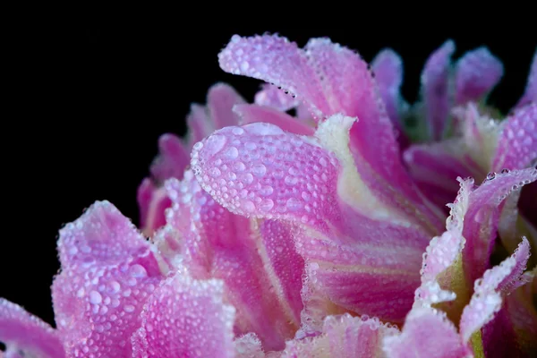 Gotas de lluvia sobre una flor — Foto de Stock