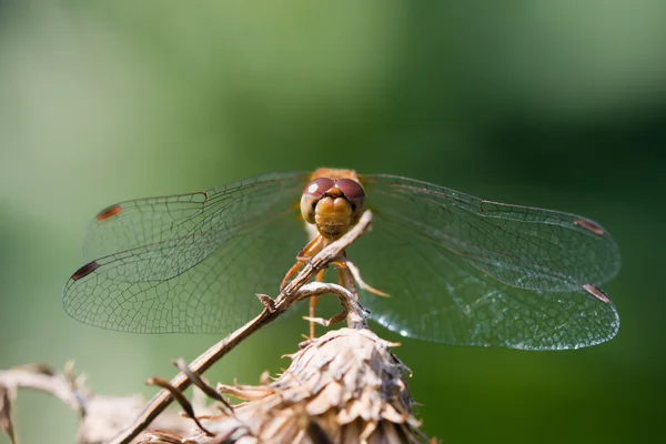 Wandering Glider Dragonfly — Stock Photo, Image