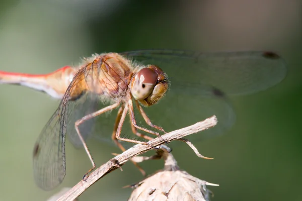 Κοινή Dragonfly Darter — Φωτογραφία Αρχείου