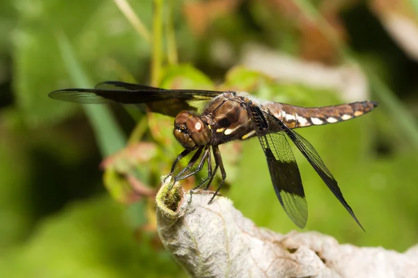 Common Darter dragonfly — Stock Photo, Image