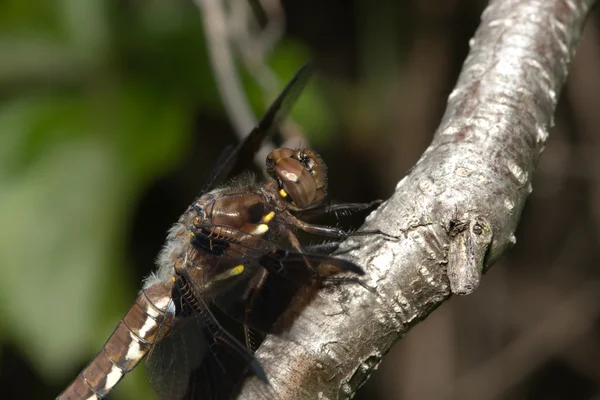 Common Darter Dragonfly — Stock Photo, Image
