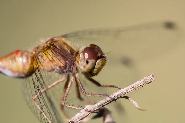 Σκαρφαλωμένο dragonfly — Φωτογραφία Αρχείου