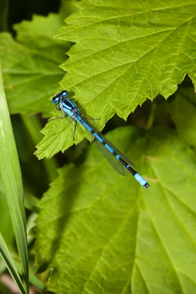 Common Blue Damselfly — Stock Photo, Image