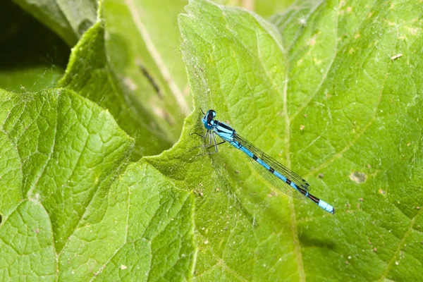 Gemeine Blaue Libelle — Stockfoto