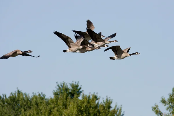 Canadian Geese on the Move — Stock Photo, Image