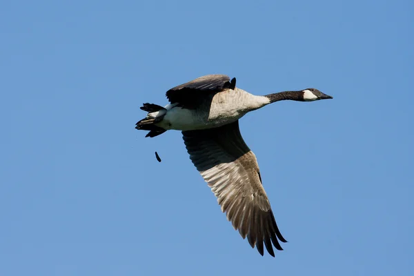 stock image Goose Flying and Pooping