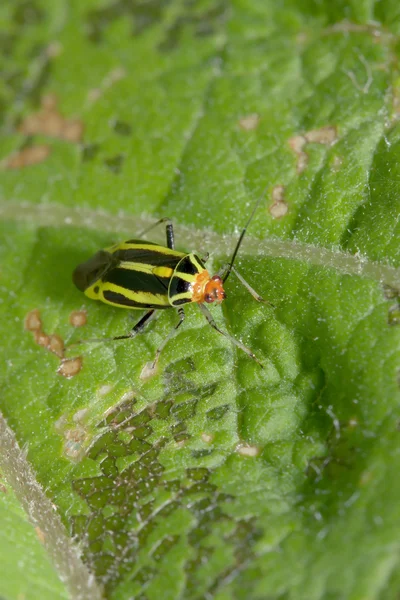 Bug on a Leaf — Stock Photo, Image
