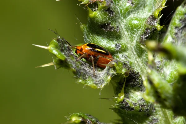 Cztery pokryte bug roślin — Zdjęcie stockowe