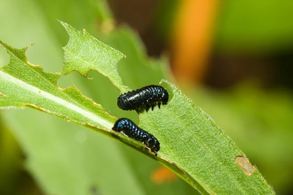 Gusano larva — Foto de Stock