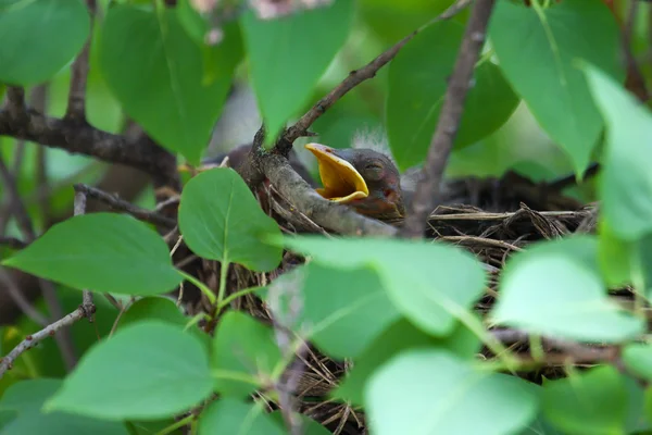 Baby Robin nel nido — Foto Stock