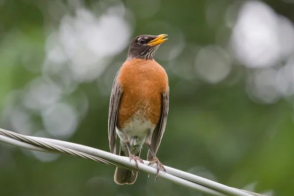 Robin Singing on a Wire — Stock Photo, Image