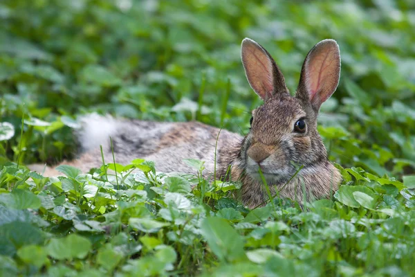 Jack rabbit odpočívá — Stock fotografie