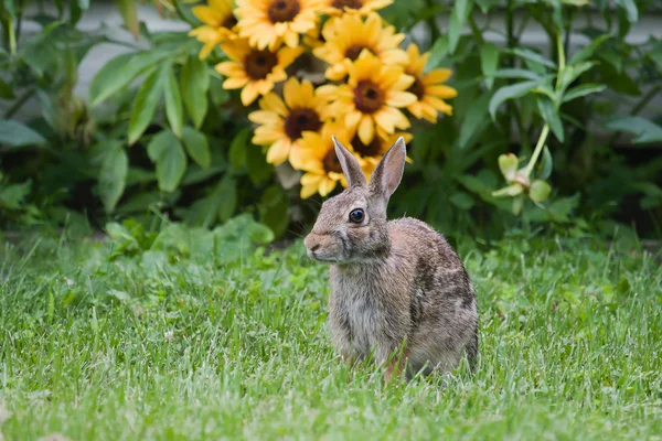 Джек кролика и цветы — стоковое фото
