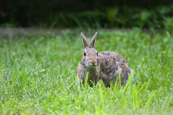 Jacka królika jeść — Zdjęcie stockowe