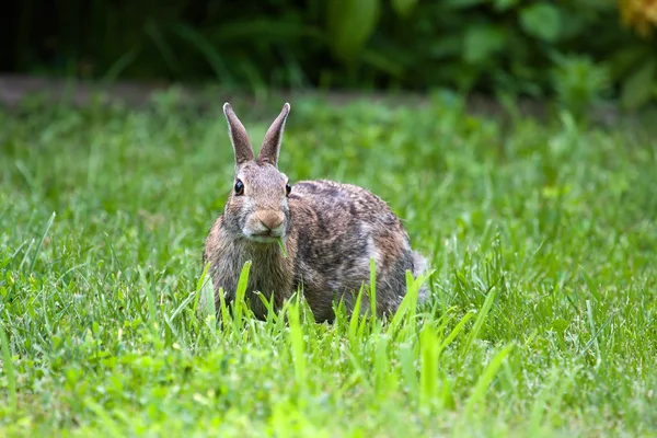 Чернохвостый кролик — стоковое фото
