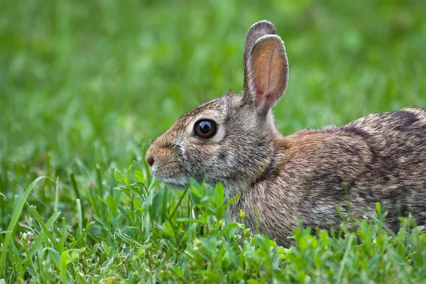 Jack rabbit in het gras — Stockfoto