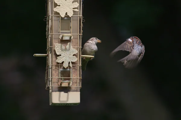 Σπίτι wrens στο πουλί τροφοδότη — Φωτογραφία Αρχείου