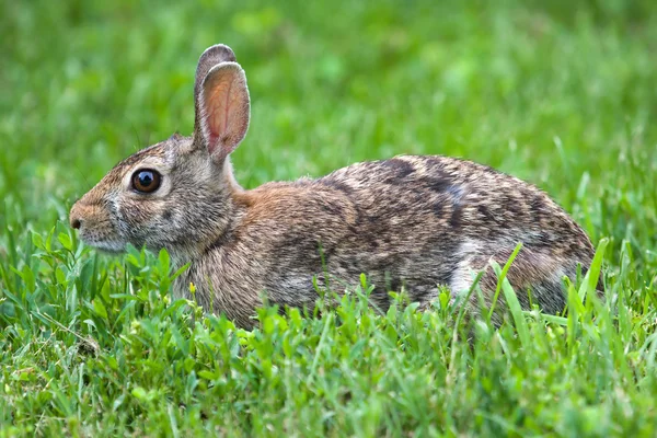 安静時ジャックのウサギ — ストック写真