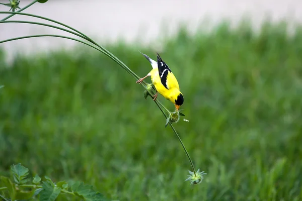 Goldfinch på en stam — Stockfoto