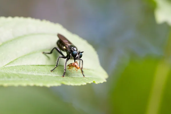 Mouche mangeant un insecte — Photo