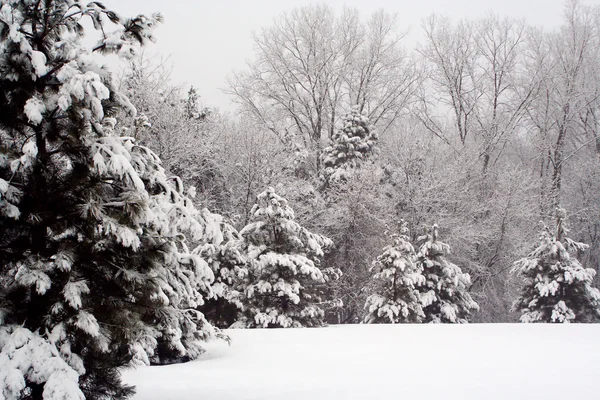 stock image Pine Trees in the Winter Time.