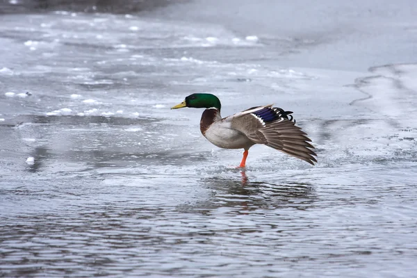 Kachna divoká hledá divné na ledě — Stock fotografie
