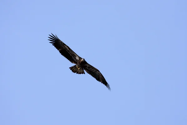 Águila calva americana (juvenil ) — Foto de Stock