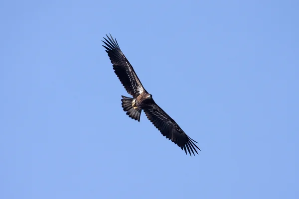 Juvenile American Bald Eagle — Stock Photo, Image
